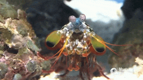 Armored Exoskeleton