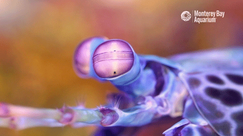 Color