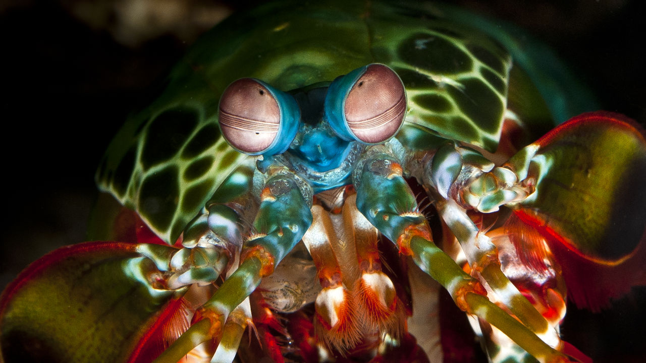 Mantis shrimp in reef